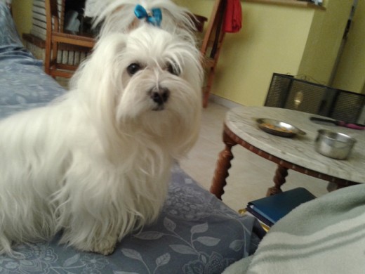 Noa, un nuevo miembro de la familia,dulce, cariñosa y muy buena. Noa, un nuevo miembro de la familia,dulce, cariñosa y muy buena.